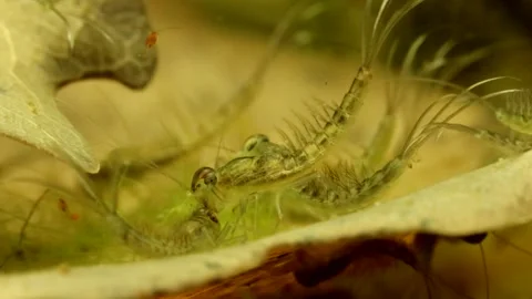 Mayfly nymph (Baetis sp.) Video stock 295079348