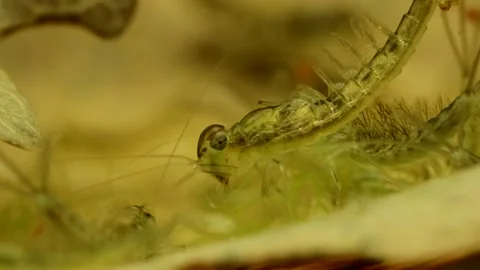 Mayfly nymph (Baetis sp.) Video stock 295079363