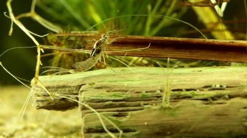 Mayfly nymph (Baetis sp.) Video stock 295896630