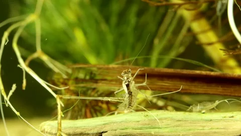 Mayfly nymph (Baetis sp.) Video stock 295896835