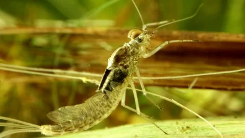 Mayfly nymph (Baetis sp.) Video stock 295896838
