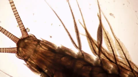 Mayfly nymph tail with translucent respiratory gills microscopic shot Stock Footage 58814098