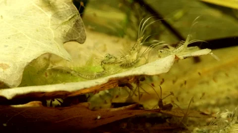 Mayfly nymphs (Baetis sp.) Video stock 295079354