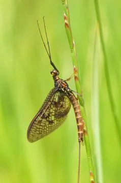 Mayfly Stock Photos