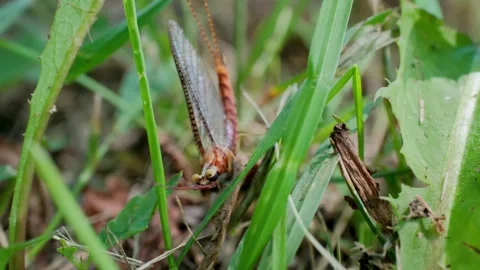 Mayfly Resting on Woodlands Grass Macro Nature Video Vidéo 340173684