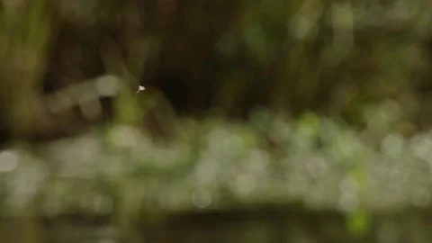 Mayfly rising from water surface Stock Footage 315652119