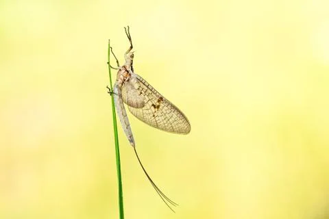 Mayfly sitting on a blade of grass Stock Photos