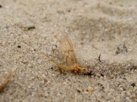 Mayfly sitting on sand Stock Photos