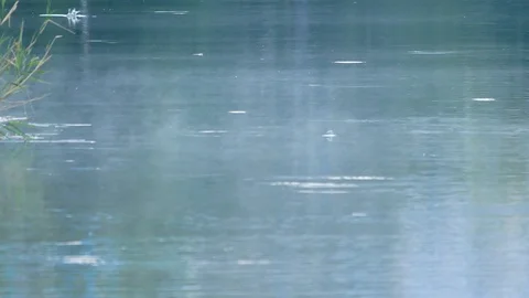Mayfly sitting on the surface of water, stuck by the surface tension. Struggling Video stock 122955731