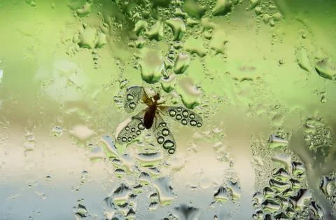 Mayfly stuck in the rain on the mirror. Stock Photos