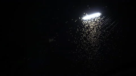 Mayfly termite hatching playing and flying with electric light at night after Video stock 156368341