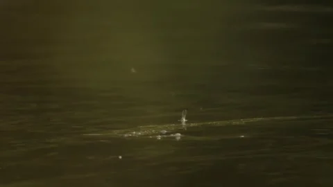 Mayfly on water in shimmering light Stock Footage 315652118