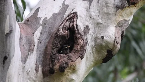 Mayna chich in the nest in tree waiting for its parents Stock Footage 280893646