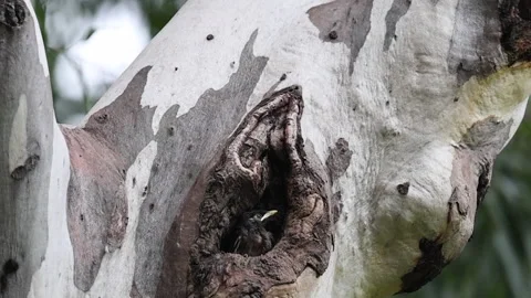 Mayna chics in tree trunk, in nest, alert and hungry Stock Footage 341656259