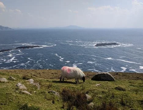 Mayo sheep 库存照片