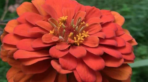 Mayor flower 스톡 동영상 11365574