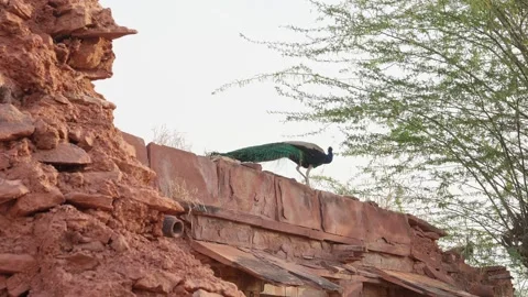 Mayor or peacock walking on old home's wall in rajasthan Stock-Footage 284441130