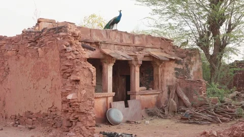 Mayor or peacock walking or running on old home's wall in rajasthan. Stock Footage 284441068