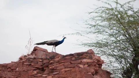 Mayor or peacock walking or running on old home's wall, Stock Footage 284441127