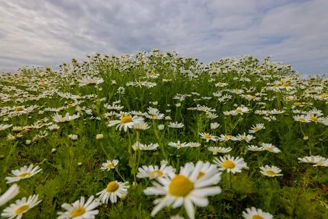 Mayweed in Orkney Foto stock