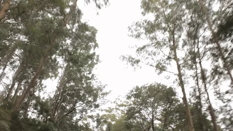Mazda 2 Driving Through Scenic Forest 3 Stock Footage 126566400