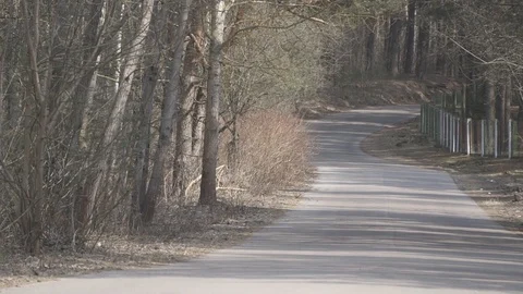 Mazda cx-9 car driving in the woods in eary spring Stock Footage 88595393
