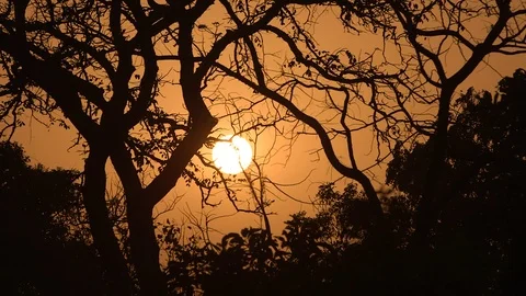 Maze of Branches Video stock 74360155