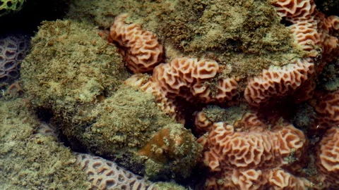 Maze Coral Colonies with Brain Like Texture on Tropical Reef 動画素材 337985514
