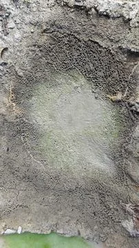 Maze pattern nest 写真素材