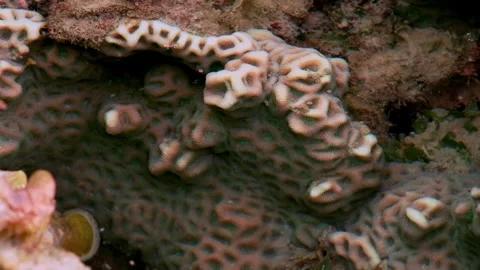 Maze-Like Rounded Formations Beneath Clear Coastal Water Stock Footage 342311797