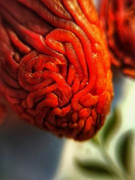 Maze Spice Stock Photos