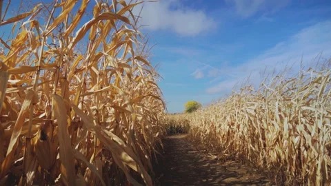 Maze2 corn field Stockbeeldmateriaal 219635201