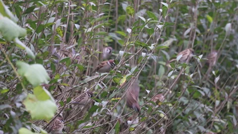 Mazurkas on a hedge, 4K slomo Stock Footage 166204854