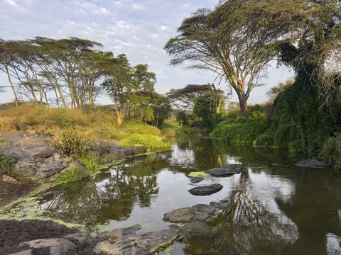 Mbaghati river between acacias, reflection in morning light, savanna landscape, Stock Photos