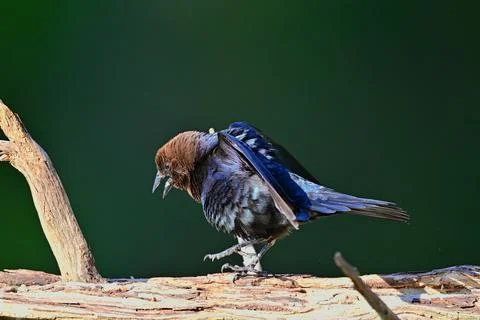 MBrownHeadedCowbird Stock Photos