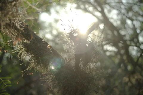 Mcallister Park 1 Stock Footage 277462739