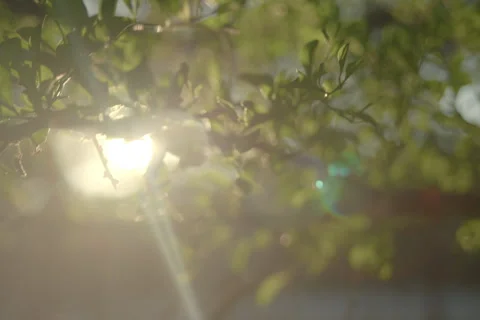 Mcallister Park 10 Stock Footage 277466521