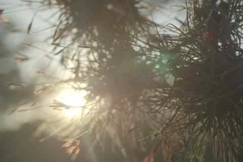 Mcallister Park 11 Stock Footage 277466725