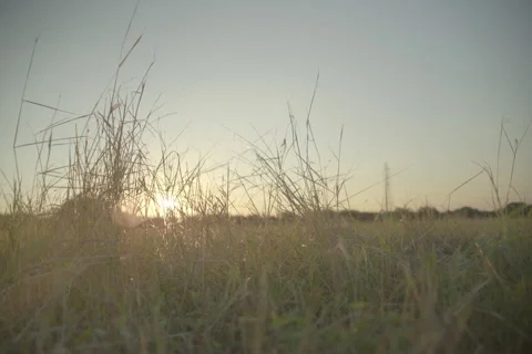 Mcallister Park 12 Stock Footage 277467315