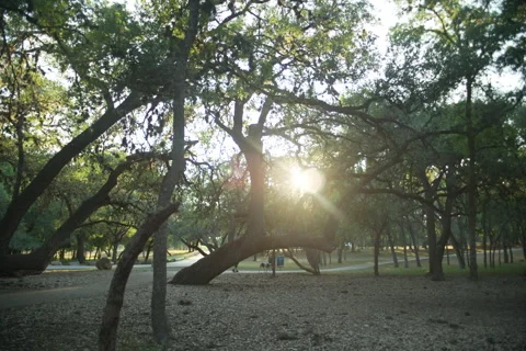 Mcallister Park 6 Stock Footage 277465319