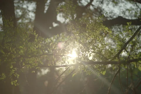 Mcallister Park 8 Stock Footage 277465120