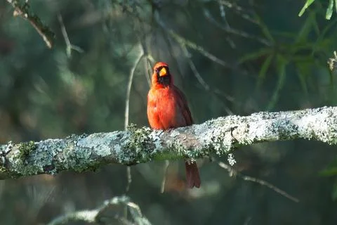 MCardinal 1 Stock Photos