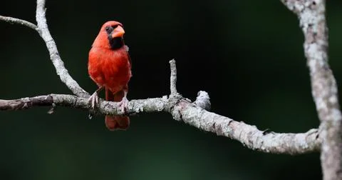 MCardinal Stock Photos