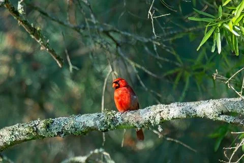 MCardinal Stock Photos