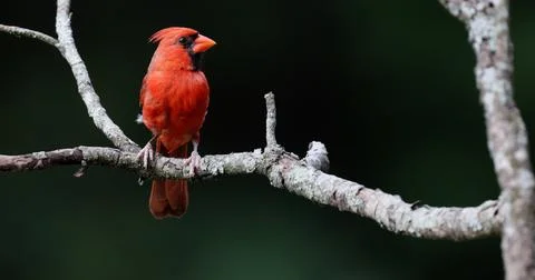 MCardinal2 Stock Photos