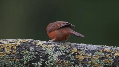 MCardinal25B Stock Footage 242454298