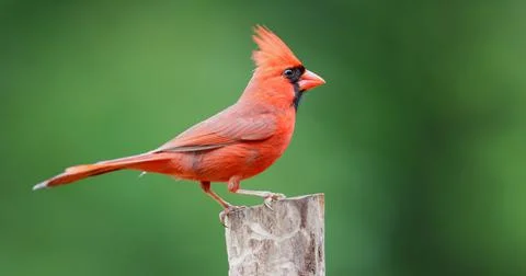 MCardinalCrested Stock Photos