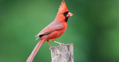 MCardinalCrested2 Stock Photos