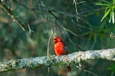 MCardinalinOak Stock Photos