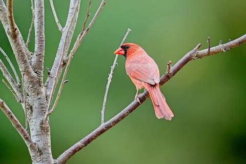 MCardinalinTree Stock Photos